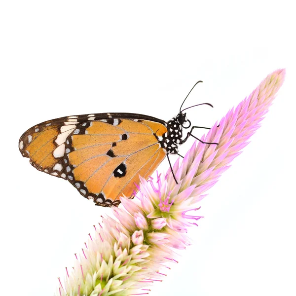 Бабочка-монарх на цветке — стоковое фото