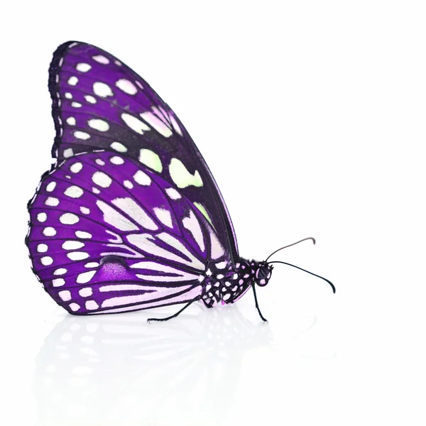 Violetti perhonen — kuvapankkivalokuva
