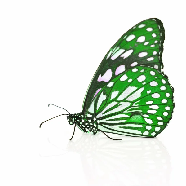 Groene vlinder — Stockfoto