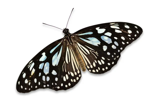 Mariposa marrón — Foto de Stock