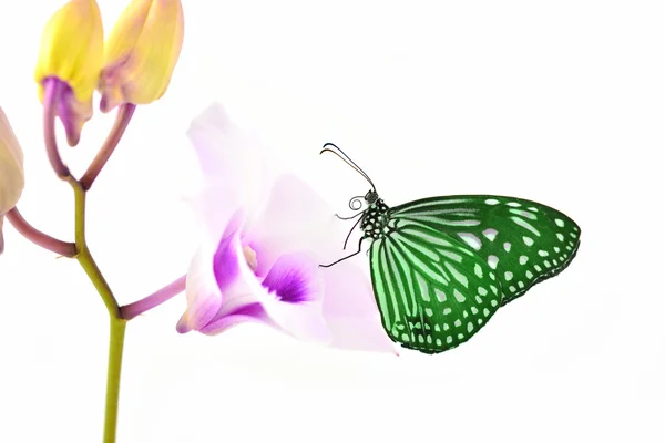 Green butterfly — Stock Fotó