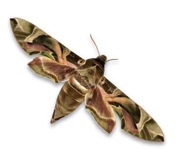 Zakkum Hawkmoth