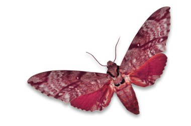 Vörös hawkmoth