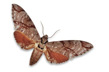 meganoton analis güve