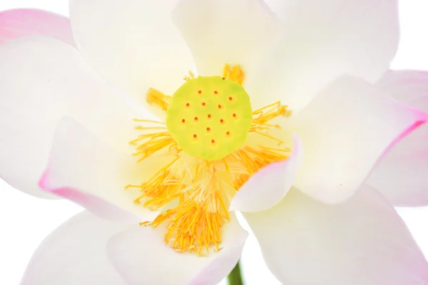 Fiore di loto — Foto Stock