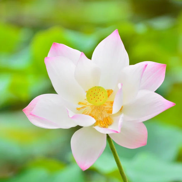 Lotus fleur — Photo