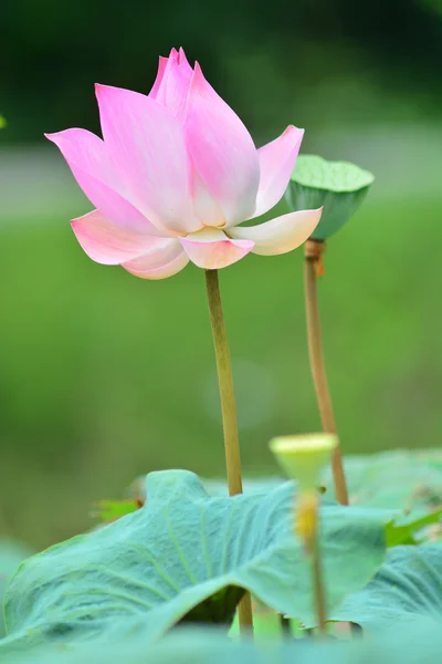 Lotusblüte — Stockfoto