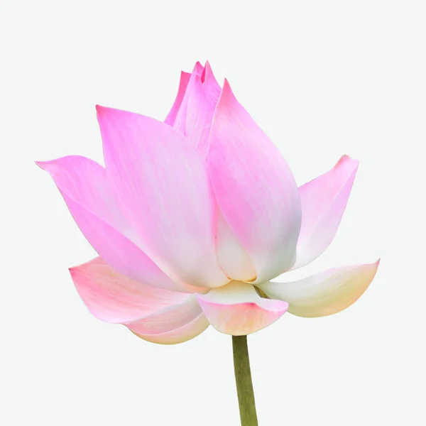 Lotus fleur — Photo