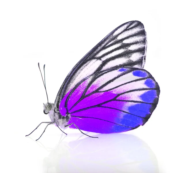 Blauw en paars vlinder — Stockfoto
