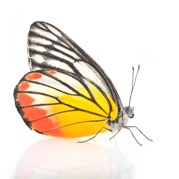 Живописная бабочка Иезавели — стоковое фото
