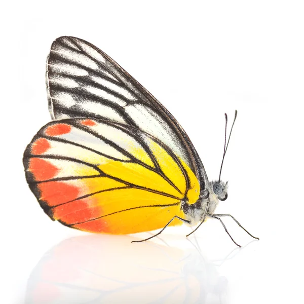 Painted Jezebel butterfly — Stock Photo, Image