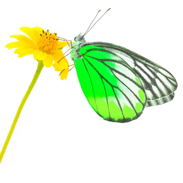 Mariposa en flor — Foto de Stock