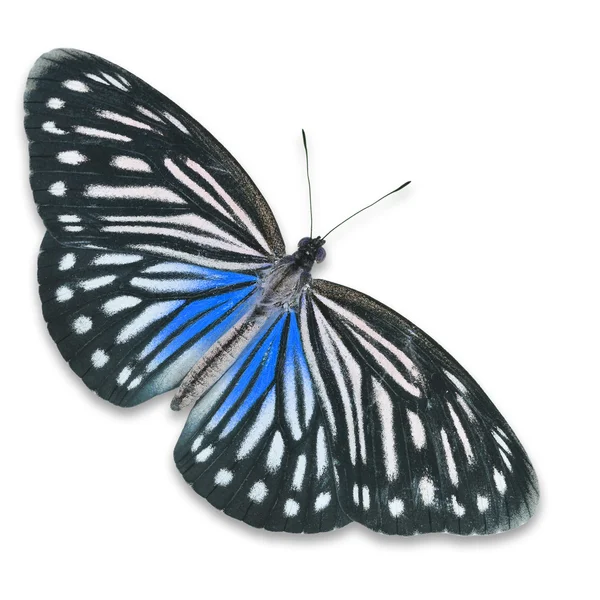 Μαύρο και μπλε πεταλούδα — Φωτογραφία Αρχείου