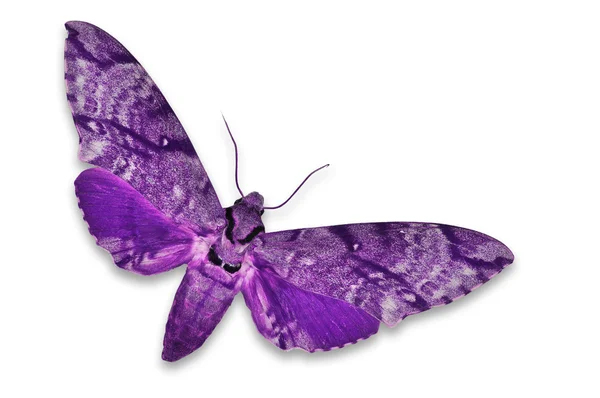 Пурпурный ястреб — стоковое фото