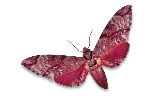 Červený hawkmoth — Stock fotografie