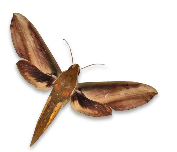 Arum gigante Hawkmoth — Fotografia de Stock