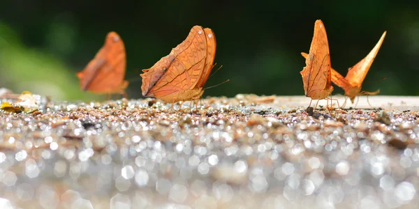 Orange fjäril — Stockfoto