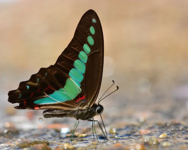 Blue butterfly — Stock Photo, Image