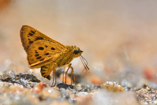 Gul fjäril — Stockfoto