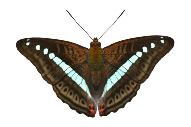 brown butterfly clipart