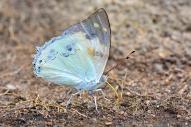 güzel whiite kelebek