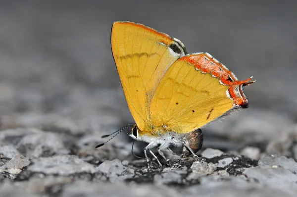 Mariposa dorada —  Fotos de Stock