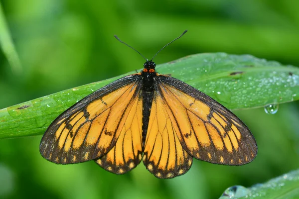 Żółty motyl — Zdjęcie stockowe