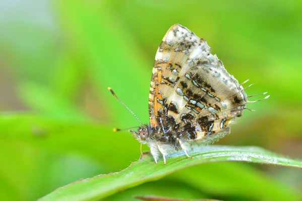 Borboleta cinzenta — Fotografia de Stock