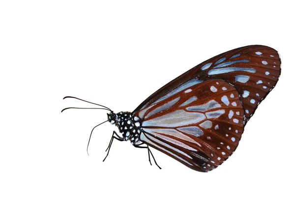 Πεταλούδα τίγρης καστανιάς — Φωτογραφία Αρχείου