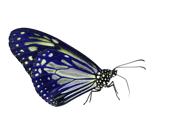 Mariposa azul —  Fotos de Stock