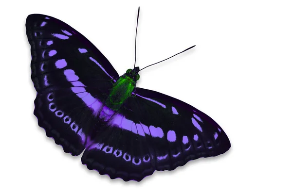 Purple butterfly — Stock Photo, Image