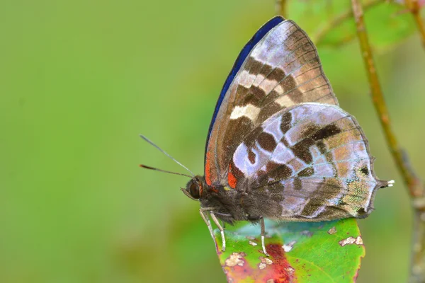 Brązowy motyl — Zdjęcie stockowe