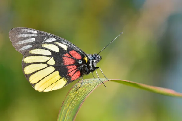 Żółty motyl — Zdjęcie stockowe