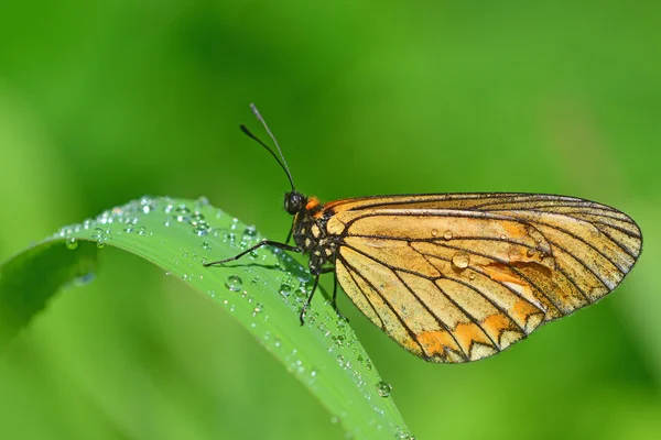 Żółty motyl — Zdjęcie stockowe