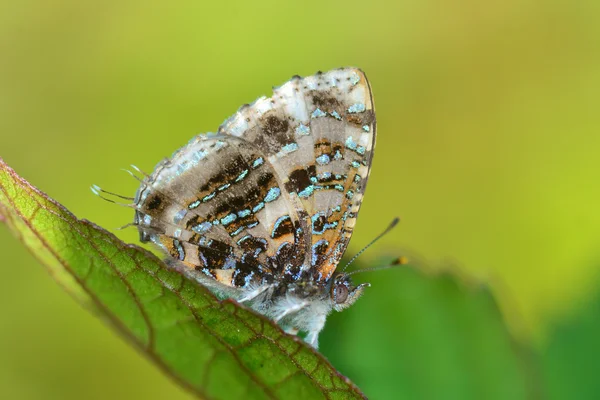 Gray Tinsel butterfly — Stock Photo, Image