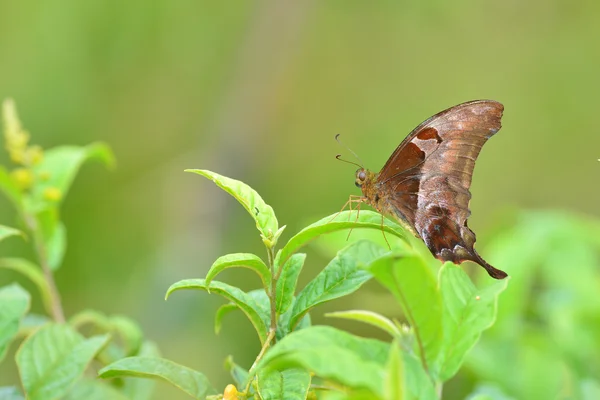 Коричневий метелик — стокове фото