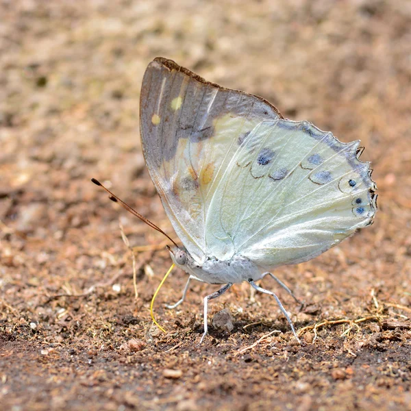 Schöner weißlicher Schmetterling — Stockfoto