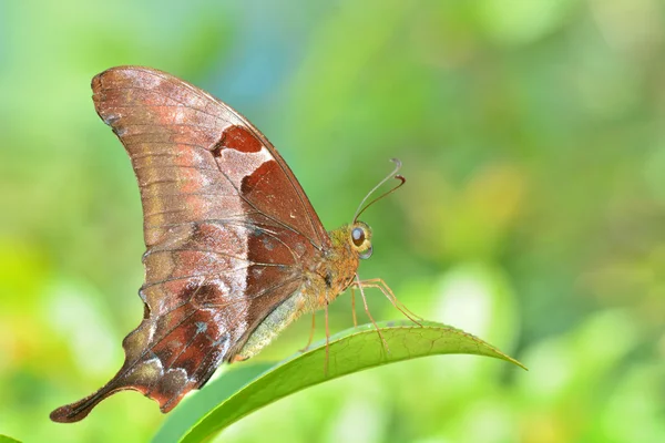 Brązowy motyl — Zdjęcie stockowe