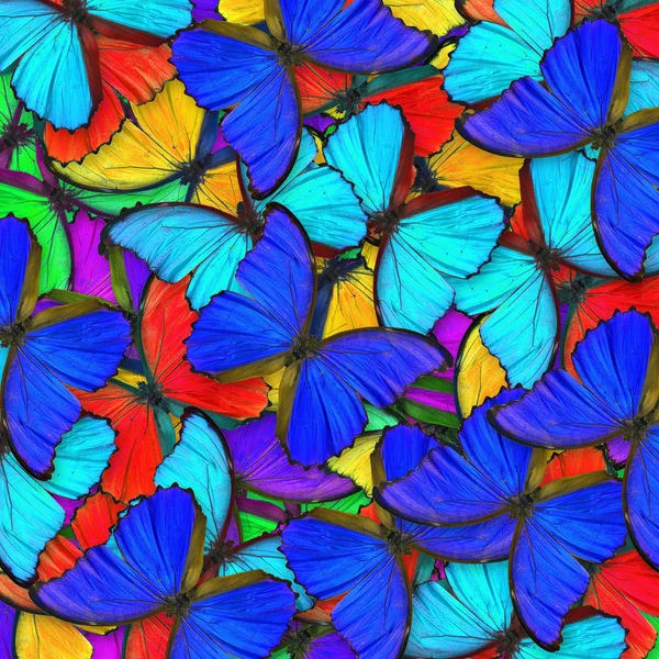 Butterfly — Stock Photo, Image