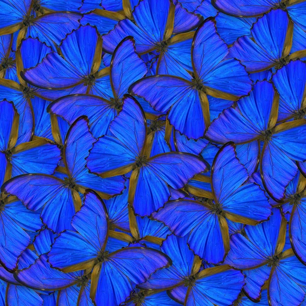 Butterfly — Stock Photo, Image