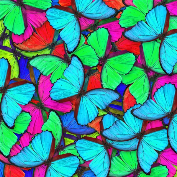Butterfly — Stock Photo, Image