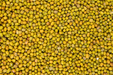 yeşil fasulye tohumu