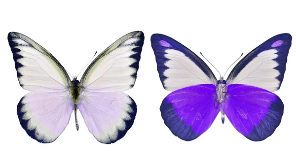 美丽的蝴蝶 — 图库照片