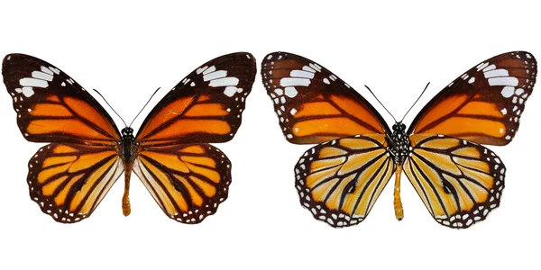 Monarch butterfly — Stock Photo, Image