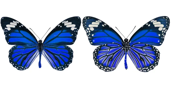 Mariposa azul — Foto de Stock