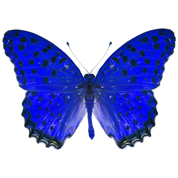 Blue butterfly — Stock Photo, Image