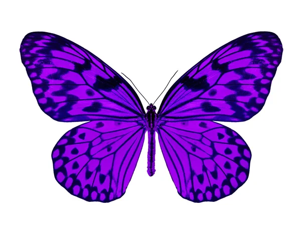 Purple butterfly — Stock Photo, Image