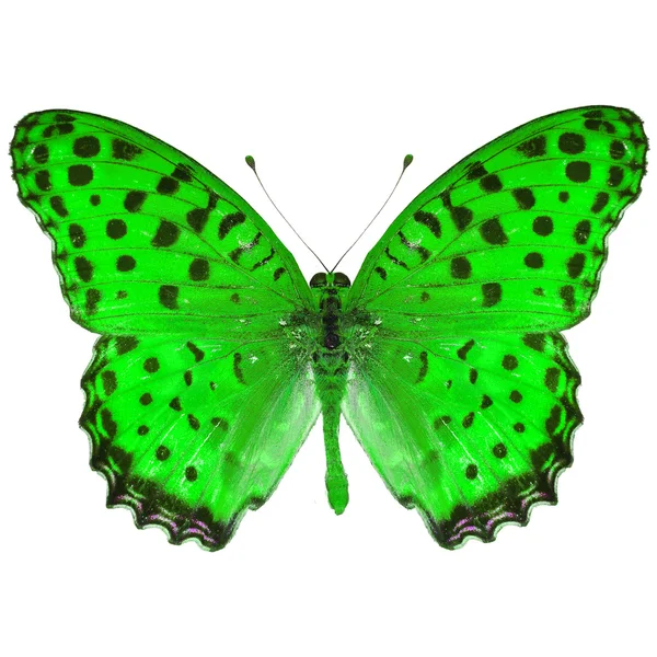 Green butterfly Stock Photos, Royalty Free Green butterfly Images