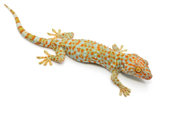 Gecko. — Zdjęcie stockowe