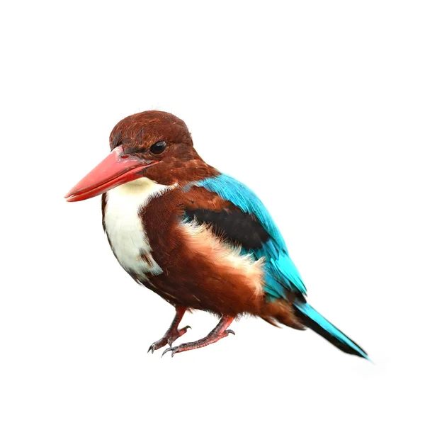 Λευκόλαιμο kingfisher πουλί — Φωτογραφία Αρχείου